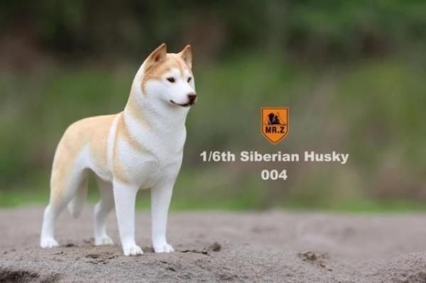 1/6 MR.Z シベリアン・ハスキー犬 - 1/6フィギュアの通販、予約