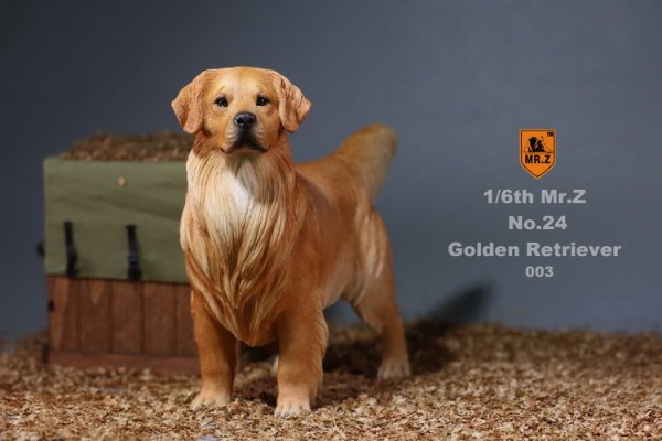 1/6 MR.Z No.24 Golden Retriever イギリス原産 大型犬 ゴールデン・レトリバー - 1/6フィギュアの通販、予約なら  トイザキュート Since 2008