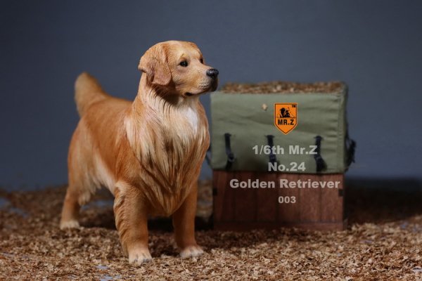 1/6 MR.Z No.24 Golden Retriever イギリス原産 大型犬 ゴールデン 