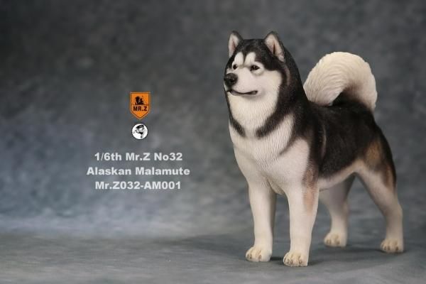 1 6 Mr Z No 32 アラスカン マラミュート犬 1 6フィギュアの通販 予約なら トイザキュート 1 6 Mr Z No 32 アラスカン マラミュート犬 1 6フィギュアの通販 予約なら トイザキュート