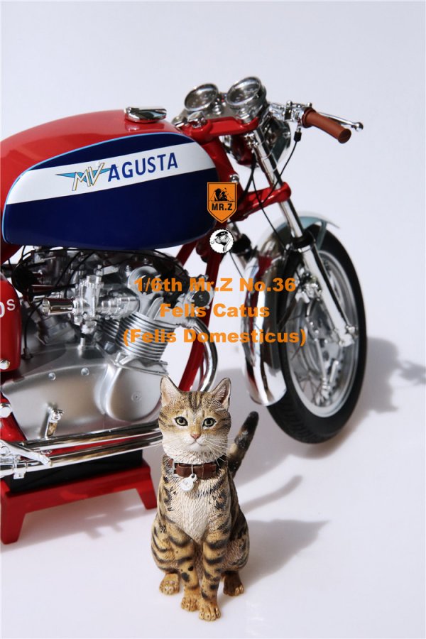 送料無料 1/6 Mr. Z Animal Model No.36 家猫 Felis Catus (all six 