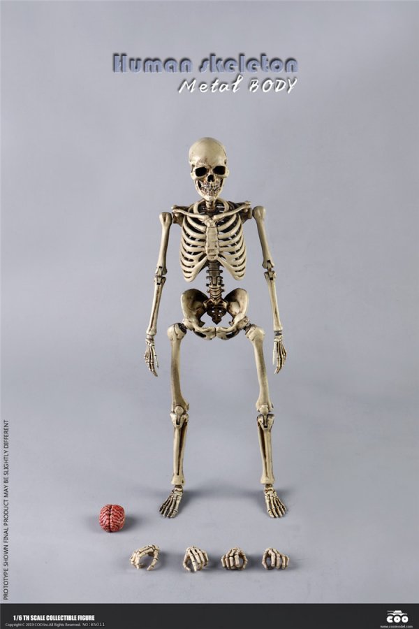 送料無料 1/6 COOMODEL NOBS011 スケルトン 全金属骸骨 THE HUMAN SKELETON (DIECAST ALLOY) -  1/6フィギュアの通販、予約なら トイザキュート Since 2008