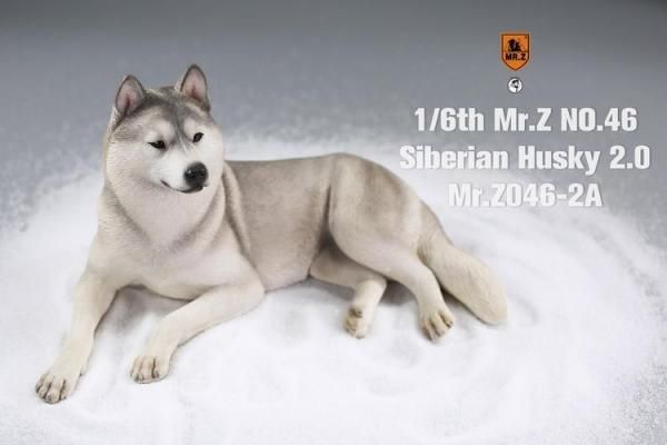 送料無料 1/6 MR.Z MRZ046 シベリアン・ハスキー犬 2.0版 - 1/6
