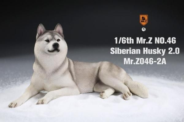 送料無料 1/6 MR.Z MRZ046 シベリアン・ハスキー犬 2.0版 - 1/6