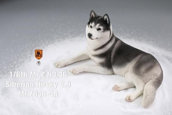 送料無料 1/6 MR.Z MRZ046 シベリアン・ハスキー犬 2.0版 - 1/6