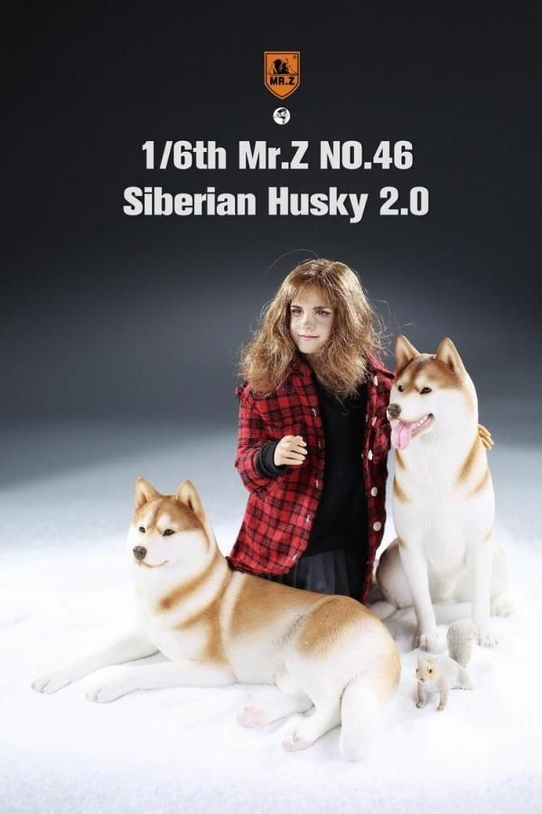 送料無料 1/6 MR.Z MRZ046 シベリアン・ハスキー犬 2.0版 - 1/6
