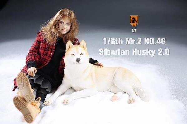 送料無料 1/6 MR.Z MRZ046 シベリアン・ハスキー犬 2.0版 - 1/6