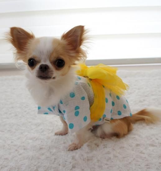 水玉浴衣★犬服 スナビ 水玉 浴衣☆スナビ 犬服