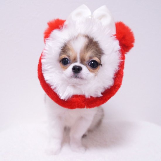 クリスマスポンポンスヌード 犬用スヌード 犬用パーティーグッズ ドッグウェアならene ドッグウェア 犬服の通販のene