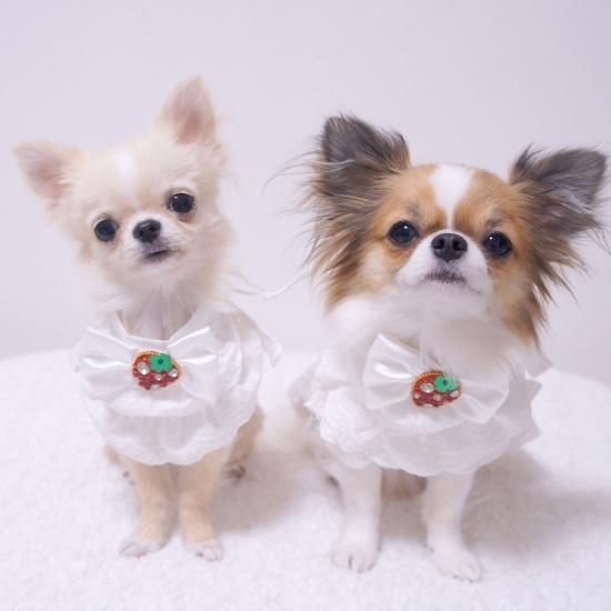 犬服 S わんこの普段着 いちごにラメドット 犬服 S わんこの普段着