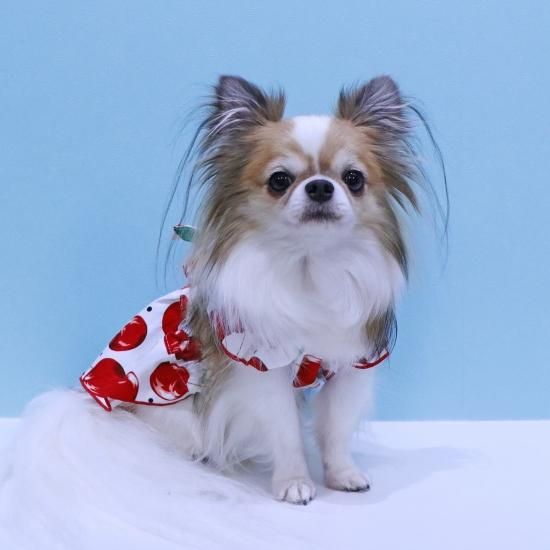 CHERRYスプリングワンピース - ドッグウェア・犬服の通販のene☆