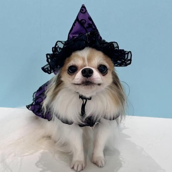 ハロウィン魔女っ子HAT2025' - ドッグウェア・犬服の通販のene☆
