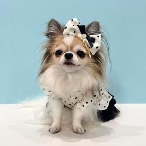 <img class='new_mark_img1' src='https://img.shop-pro.jp/img/new/icons13.gif' style='border:none;display:inline;margin:0px;padding:0px;width:auto;' />ץ쥷㥹ɥåȥ塼Хå