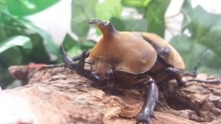 昆虫ショップ ヘラクレスの里