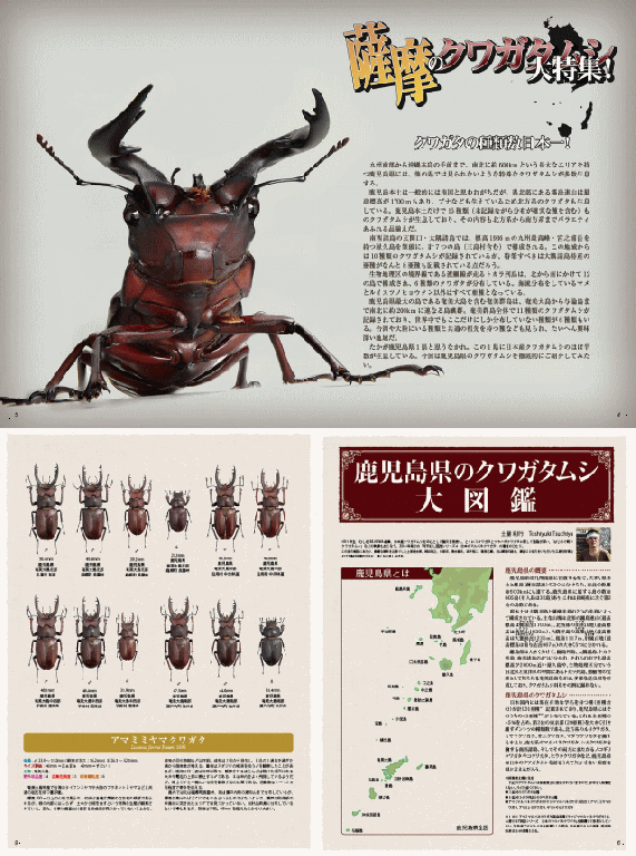 BE-KUWA No.59【送料164】 - 昆虫ショップ ヘラクレスの里