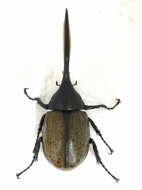 ペルー産　レックスゾウカブト　117mm ペルー産 レックスゾウカブト 117mm 【公式通販】