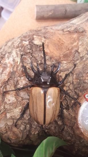Eupatorus Graulomiris ゴホンツノカブトムシ　標本 Eupatorus Graulomiris ゴホンツノカブトムシ 標本