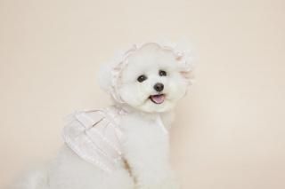 <img class='new_mark_img1' src='https://img.shop-pro.jp/img/new/icons14.gif' style='border:none;display:inline;margin:0px;padding:0px;width:auto;' />ڽ  Check Daisy dress_ Beige ͥ   From  Korea
