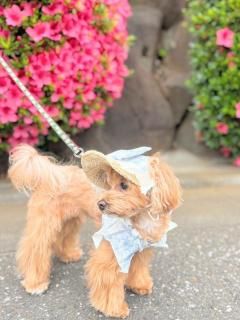 <img class='new_mark_img1' src='https://img.shop-pro.jp/img/new/icons14.gif' style='border:none;display:inline;margin:0px;padding:0px;width:auto;' />ڽ Check Ribbon Lace Hat Light Blue ͥ    From  Korea