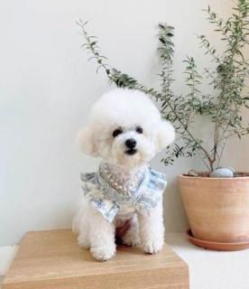 <img class='new_mark_img1' src='https://img.shop-pro.jp/img/new/icons14.gif' style='border:none;display:inline;margin:0px;padding:0px;width:auto;' />ڽ French frill one-touch harness ӥ   From  Korea